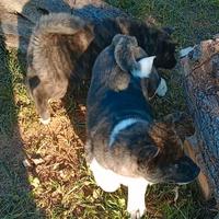 Cuccioli akita americano