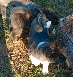 Cuccioli akita americano