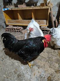 Valdarno gallo e galline