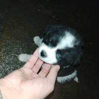 Cuccioli incrocio chihuahua con maltese