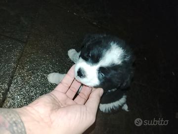 Cuccioli incrocio chihuahua con maltese