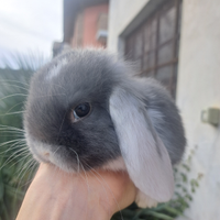 Testa di leone e minilop