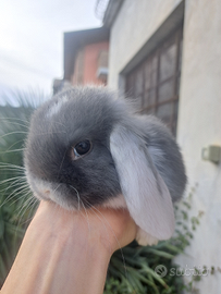 Testa di leone e minilop