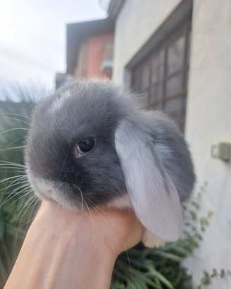 Testa di leone e minilop