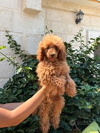 Cuccioli di barboncino red