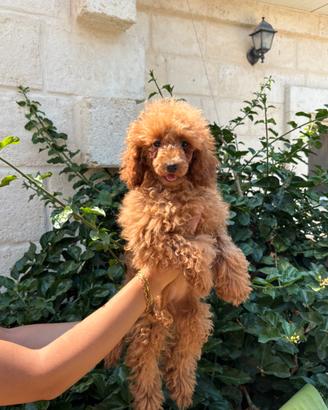 Cuccioli di barboncino red
