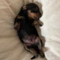 Cucciolo Bassotto