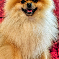 Volpini di pomerania