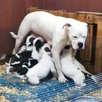 Bulldog americano cuccioli