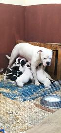 Bulldog americano cuccioli