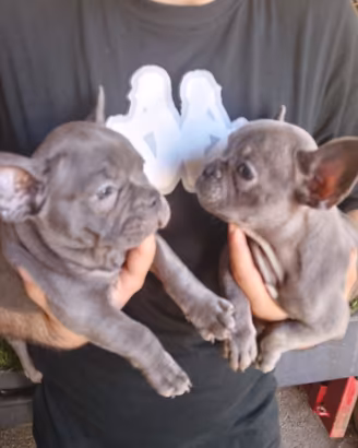 Cuccioli di bulldog francese