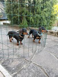 Disponibili bassottini