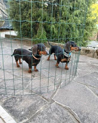 Disponibili bassottini