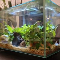 Acquario Fluval Edge arredato