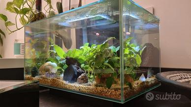 Acquario Fluval Edge arredato
