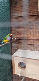 Diamanti di gould