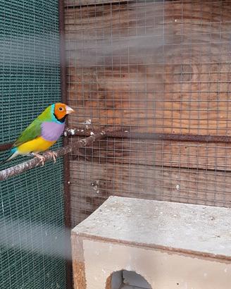 Diamanti di gould