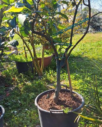 Piante di limone, e agrumi