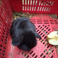 Coniglietti razza Ariete nani