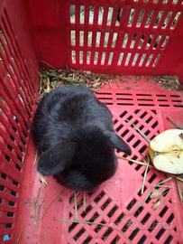 Coniglietti razza Ariete nani