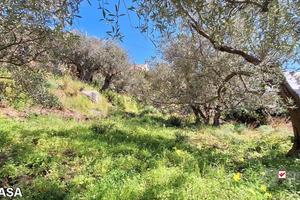 Rodia, terreno agricolo di circa 1000 mq