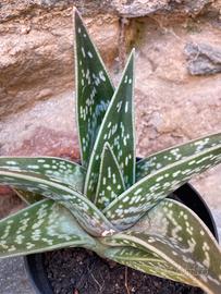 Aloe variegata tigre