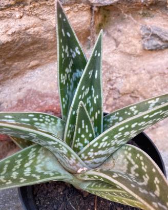 Aloe variegata tigre
