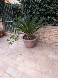 Piante Cycas