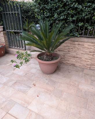 Piante Cycas