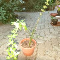 Jasminum nudiflorum (gelsomino d'inverno)