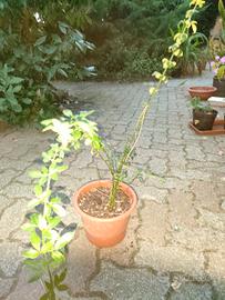Jasminum nudiflorum (gelsomino d'inverno)