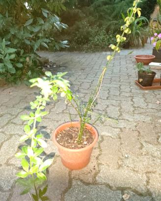 Jasminum nudiflorum (gelsomino d'inverno)