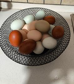 ?? Saranno splendidi pulcini