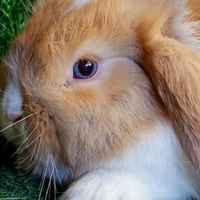 Ariete nano mini loop