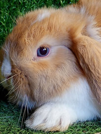 Ariete nano mini loop