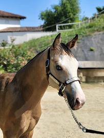 Cavallo