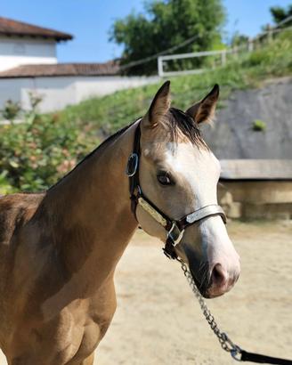 Cavallo