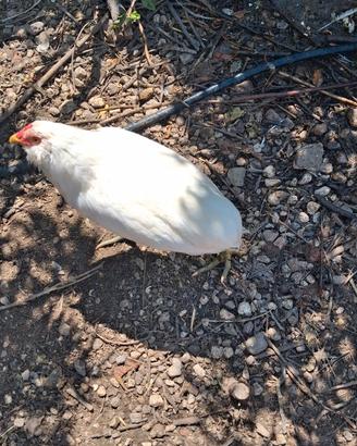Galletti araucana.
