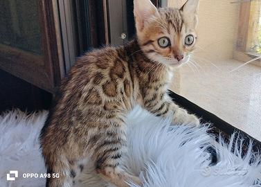Bengala pedigree ANFI