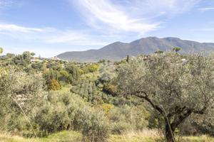 TER. AGRICOLO A PALOMBARA SABINA