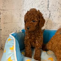 Cuccioli di barboncino red con pedigree enci