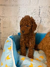 Cuccioli di barboncino red con pedigree enci