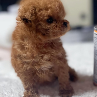 Barboncino albicocca scuro mini mini femmina due m