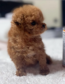 Barboncino albicocca scuro mini mini femmina due m