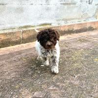 Cucciolo maschio di lagotto