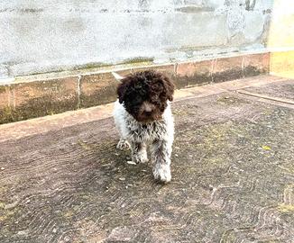 Cucciolo maschio di lagotto