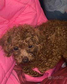 Barboncini red mini mini toy