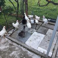 Galline ciuffate ornamentali