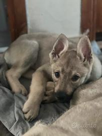 Cane lupo cecoslovacco