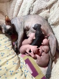 Gattini Sphynx 😍